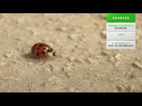 Is this the time of year when ladybugs start coming into our home? | Verify