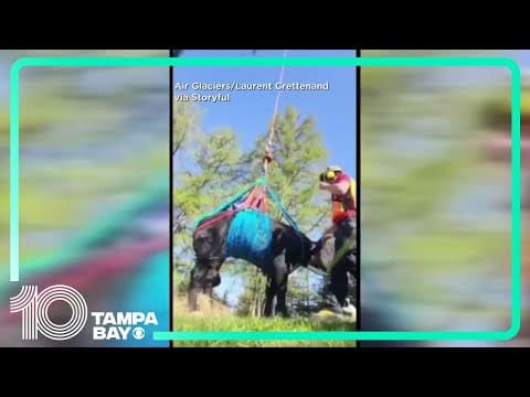 Cow with broken leg airlifted to safety in Switzerland