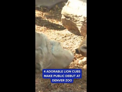 Lion cubs play at Denver Zoo