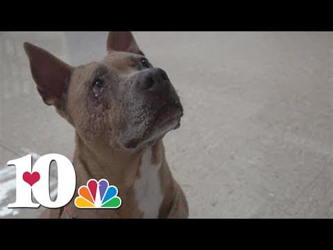 Dog found on side of road celebrates 10 years, beating the odds