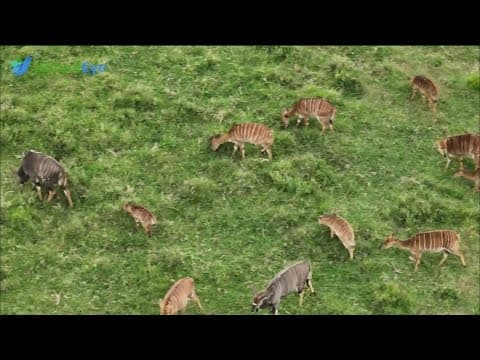 How NatureEye explores the world with high-tech remote drones