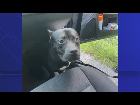 Florida troopers find dog left in cage on side of highway