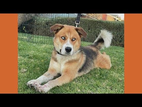 Sky, a gorgeous Husky-mix needs a forever home!