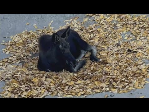 Moose calf rescued from skatepark, reunited with mother