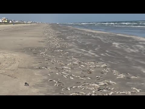 Dead fish washing up on Galveston beaches