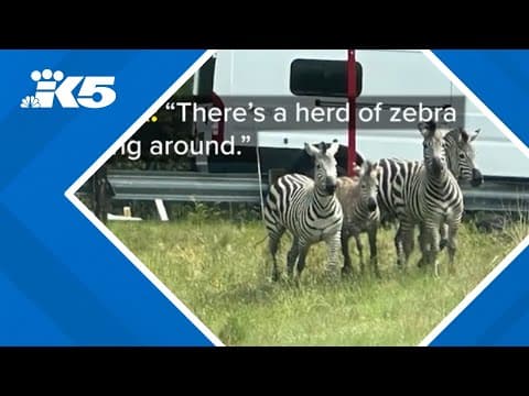 Released 911 calls reveal confusion after 4 zebras escaped in North Bend