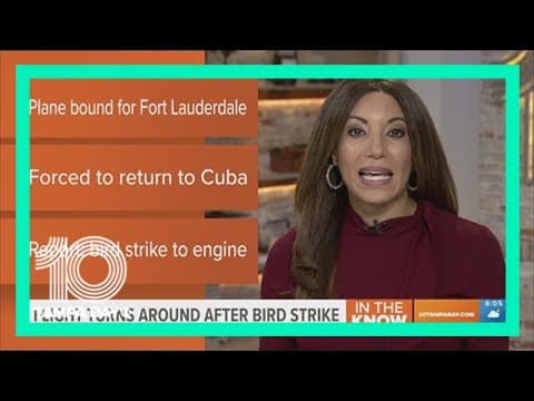 Plane to Fort Lauderdale turns around after bird strike