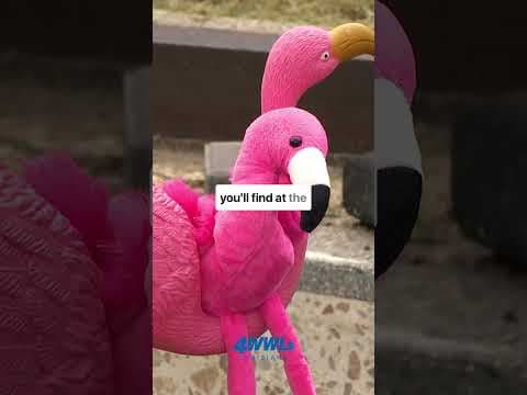 New Orleans humor hits different. Neighbors turned a busted street into the Laurel Street Zoo