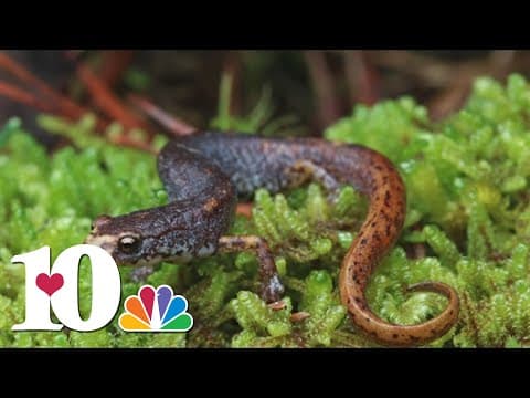 ORNL helping salamanders cross the road to protect important amphibians