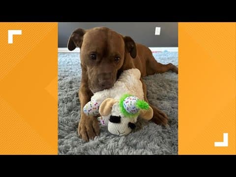 Pets of the Week: 10-28-2023