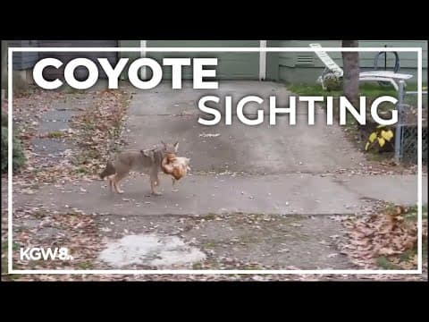 Coyote spotted in Northeast Portland with backyard chicken in mouth