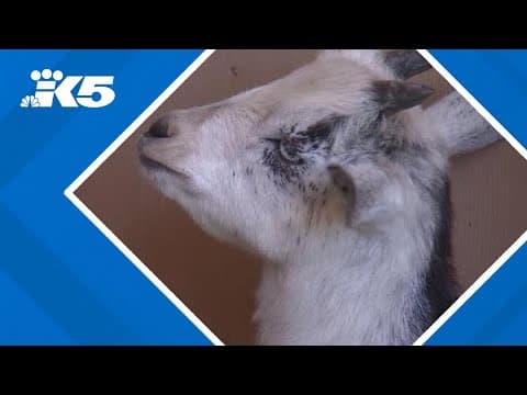 Stolen baby goats returned to Clark Co. feed store