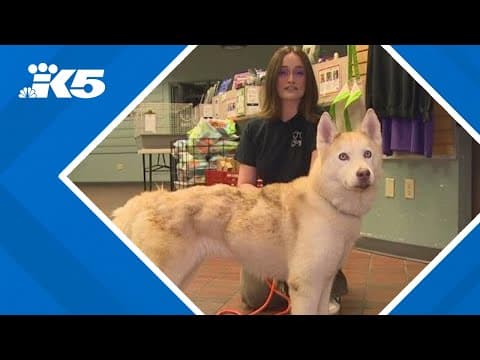 Adoption fees waived at Tacoma Humane Society