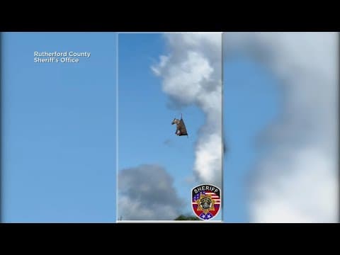 Zebra rescue: Team from Texas helps capture runaway in Tennessee