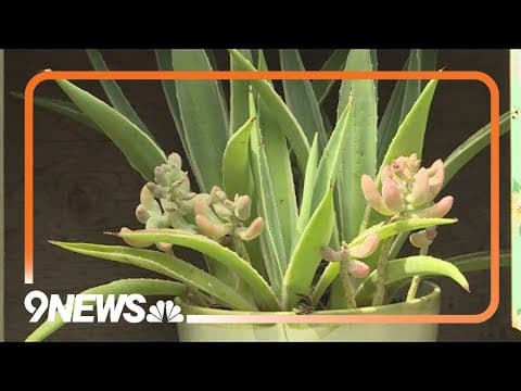 Proctor's Garden: Getting savvy with succulents