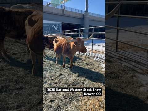 Longhorns at 2025 National Western Stock Show