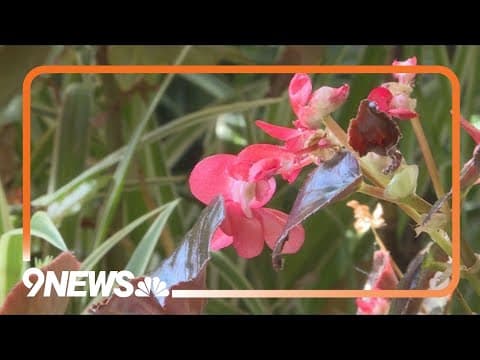 How to get rid of insects on indoor plants
