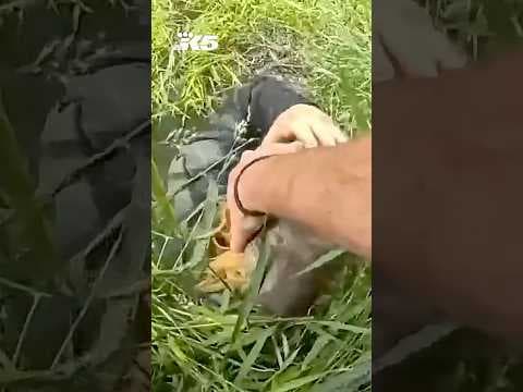 Deputy uses lasso to pull man with chainsaw from pond