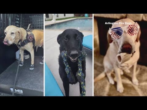 Arlington fire department mourns loss of 3 K-9s in just over a month