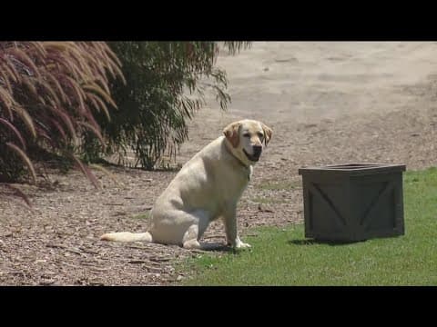 Zoo Day | Conservation dogs