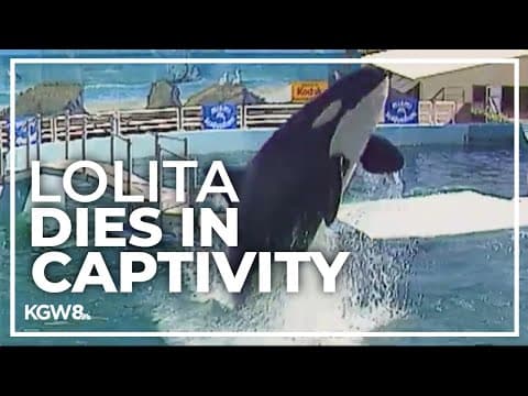 Tokitae, Southern Resident orca, dies after 53 years in captivity