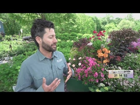 How flowering shrubs can enhance your landscape