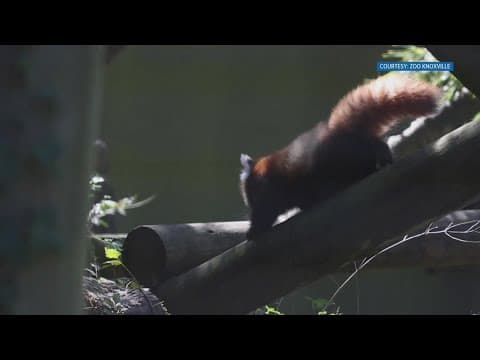 Names for red pandas at Zoo Knoxville announced