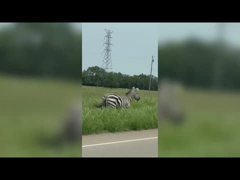 Search continues for missing zebra in Middle Tennessee