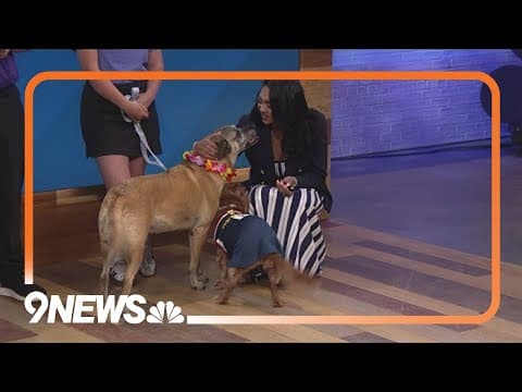 Dog party! Off leash dog park and bar hosts summer event series