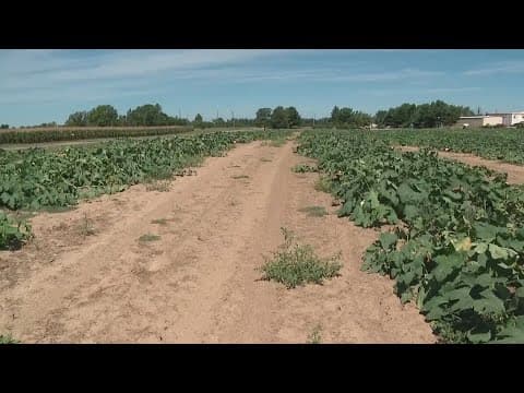 22 Ohio counties declared natural disaster areas due to drought