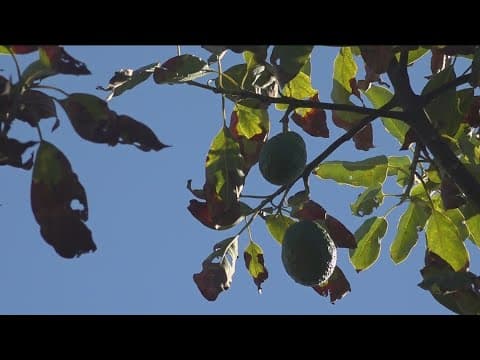 Freezing temps in southern California cripple avocado farmers