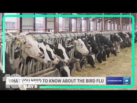 What you need to know about the bird flu and its impact on humans