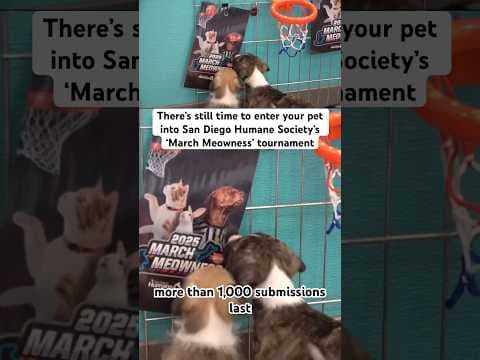 San Diego Humane Society’s sixth annual March Meowness tournament. #animals #pets #cats #dogs