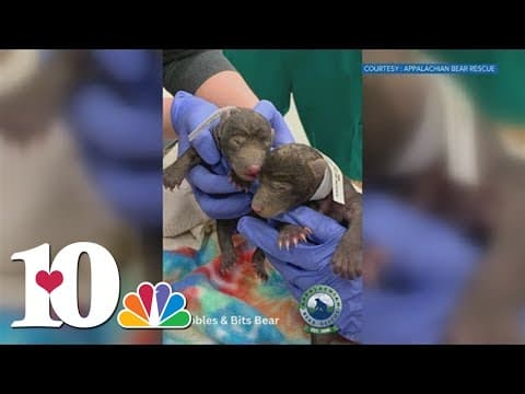 ABR orphans 2 baby cubs after being found in a den in Blount County