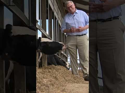 Some cows really aMOOsed #KARE11's John Croman at this #dairy #farm in Le Sueur County. #shorts