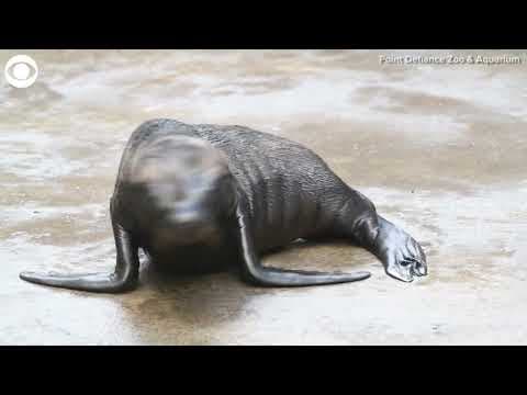 First California sea lion pup born at zoo in Washington
