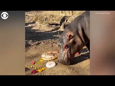 Cincinnati Zoo celebrates Fiona the hippo's 5th birthday