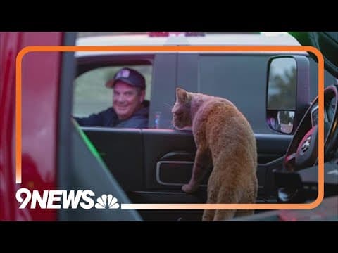Cat that showed up at a crash scene adopted by firefighter