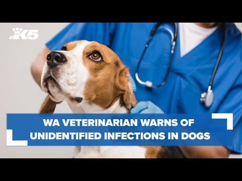 Washington State Veterinarian warns of unidentified respiratory infection occurring in dogs