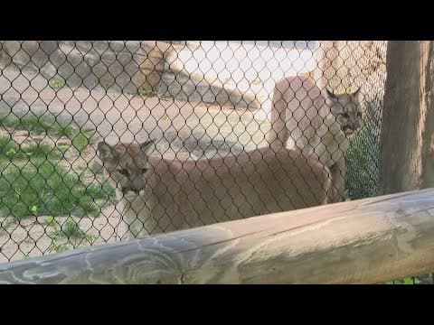 Cougars at Houston Zoo ready for NCAA championship game