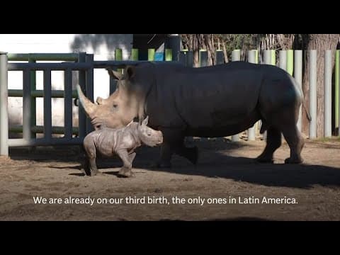 Zoo in Chile presents 12-day-old baby rhino to the public