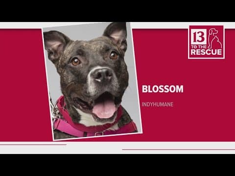 Pets of the Week: 12-16-2023