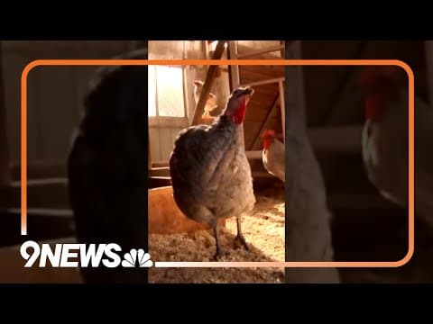 3 Possible Cases of Bird Flu Among Colorado Dairy Farm Workers #birdflu #avianflu