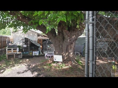 Plano Wildlife Center may be displaced as intake increases