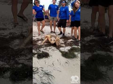 Two loggerhead sea turtles released after months of rehabilitation