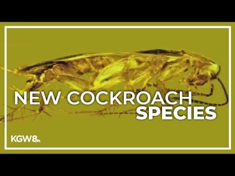 Oregon State researcher discovers new cockroach species