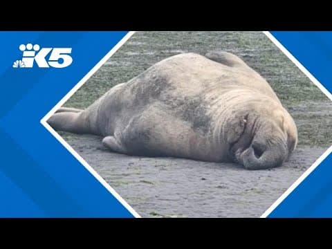 Elephant seal seen molting on Vashon Island