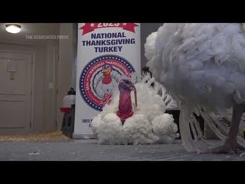 Thanksgiving turkeys prep for White House pardon