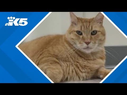 Seattle Area Feline Rescue: 'Clear the Shelters' supports adoption process, lifesaving efforts