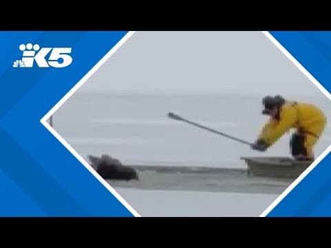 Forest rangers save moose from frozen lake